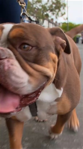 He's a danger to himself and others 😬 #BritishBulldog #dogtrainingtips #BulldogLife #dogsoftiktok #bulldog | Dogs Behaving Very Badly