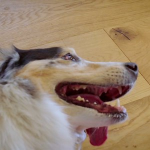 Dr Danni's own dog becomes her patient after the adored Australian Shepherd suffers a series of terrifying seizures! 😱 🐶 | Bondi Vet