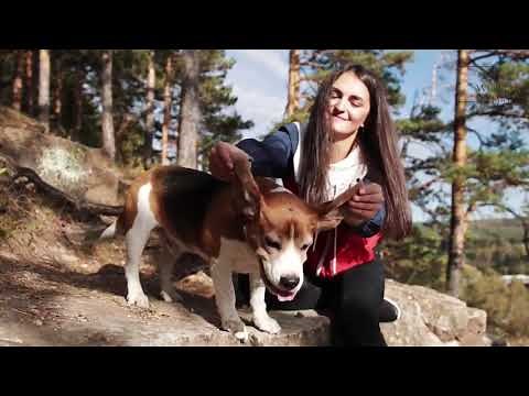 Poogle | The Poogle is one of 40 different doodle dog breeds (poodle mixes).