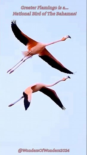 🦩Greater Flamingo🦩 | The Magnificent Flying Pink; A Pair of Greater Flamingo in Flight! ✨💖✨