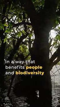 How Nature-Based Solutions Build Climate Resilience