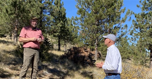 Governor, city leaders tout forest management efforts after Mt. Helena fire