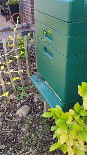 Honey chamber! Brood nest management in chambre a & b