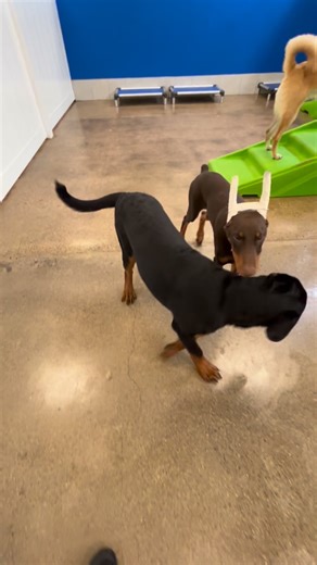 Simba and Pyro playing! 💚💙 #houndstownnorthphoenix #houndstownhangover #familybusiness #doggydaycare | Hounds Town North Phoenix