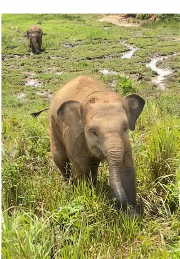 Akhirnya ketemu nisaa, dipanggil langsung lari nyamperin Ini sih bukan lucu tapi LUCUUUUUUUU BGTT🥰🫠 #waykambas #waykambasnationalpark #lampung