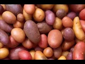 Potatoes (Funniest Quiz Answer Ever) - (no, really, it is)!!!