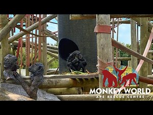 Monkey World DORSET Ape Rescue Centre 2025