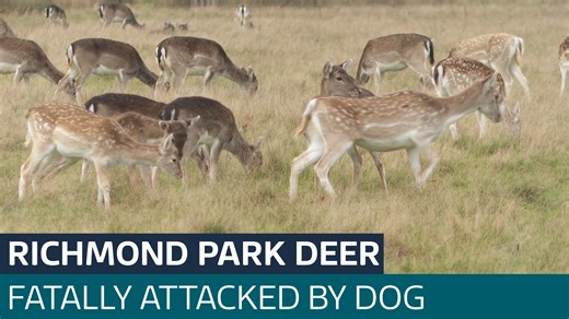 Dog on the loose in Richmond Park aggressively chased and killed a deer - Latest From ITV News