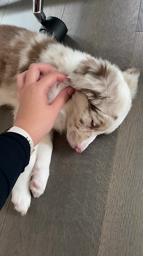 Adorable Red Merle Australian Shepherd Puppy - Calgary & Vancouver