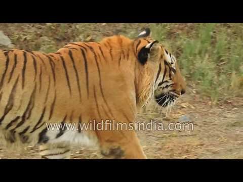 Tiger roaming and roaring in its cage in Delhi zoo