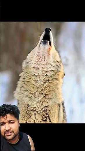 🐺 Sound of Wolf Howling | Mysterious & Powerful Wolf Call 🌙