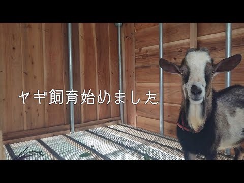 ヤギ飼育はじめました！【生活介護】