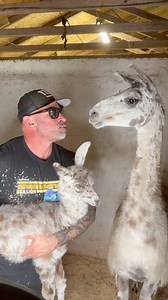 I’m spending too much time with Llamas lol.. Come visit our AMAZING Animals! Book now at AnimalEDventures.com | Animal EDventure Park & Safari