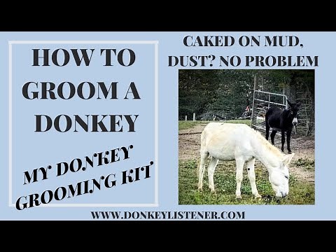 Grooming a Donkey (Donkey Grooming Brushed that work best) How to groom a donkey thats extra dirty!