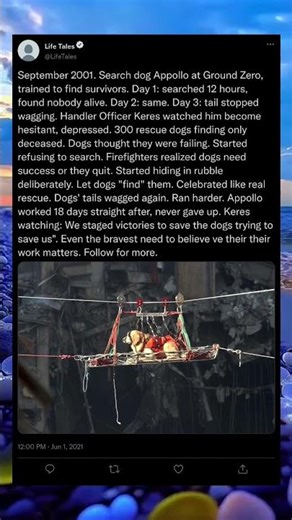 The Dogs Who Thought They Failed… But Proved Everyone Wrong 🐕💪 #Shorts #DogRescue #Heartwarming