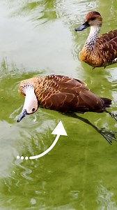 She couldn't believe what she caught on camera — wait to see how these ducks try to save their friend, and how one of them even stops to say "thank you" 🥹 Keep up with Sarah on Instagram: https://thedo.do/billowandmull Footage provided by T&T Creative Media | The Dodo