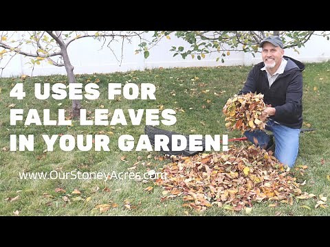 4 Uses for Fall Leaves in your Garden
