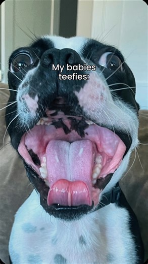 👶🦷 vs. 🐶🦷 Watch this hilarious comparison of baby teeth and our furry babies, Ash & Bowser’s teeth! From adorable human babies to our lovable pups, this reel will make you smile. See the cutest baby teeth followed by the funniest shots of Ash & Bowser showing off their pearly whites. Thanks to our amazing community of 300k followers for the endless support! ❤️ | Ash & Bowser