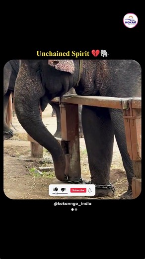 Elephant's Emotional Reaction to Chains | A Reminder About Wildlife Welfare 🐘💔 #shorts #elephant