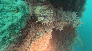 4.1K views · 35 reactions | Do you see something hiding amongst the...