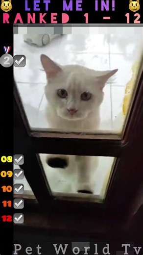 Cats vs Doors🤗🥰#cat #viral #Shorts