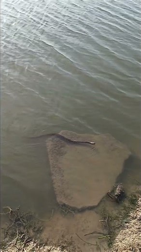 snake swim in water# water#nature#wildlife#Discovery