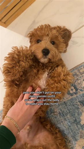 Theo the Cockapoo on Instagram: "The belly is his last resort to make me stay home😭🤣 #funnydog #funnydogs #funnydogvideos #puppybelly #cockapoopuppy #smartdog #cockapoo_fans #cockapoo_corner #doodlesofinstaworld #doodlesofinstagram #doodle #cockapoodle #spoodle #spoodlepuppy #cutestdogs #dogsbeingdogs"