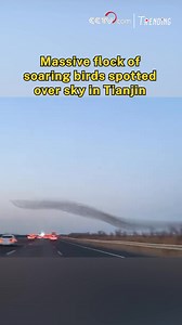 A stunning sight recently captured in Tianjin Municipality, north China, has gone viral, as a dense flock of birds was spotted soaring together in perfect formation. Stretching for hundreds of meters, this breathtaking "wave of birds" left onlookers in awe, showcasing nature's awe-inspiring beauty in motion.#Trending For more: https://english.cctv.com/ | CCTV