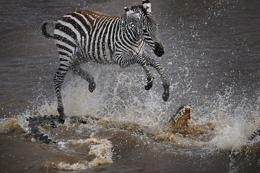 Can this zebra escape a deadly crocodile's jaws? Watch heart-wrenching, tense, BBC footage of a perilous battle at the river’s edge | Discover Wildlife