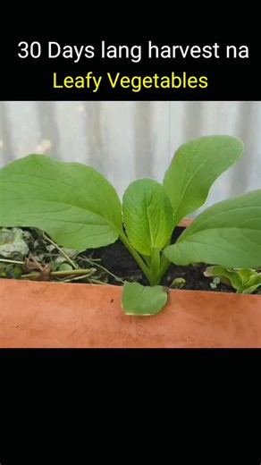 30 days lang after transplant harvest na ng pechay o any leafy vegetables. #agrinihan | Agrinihan