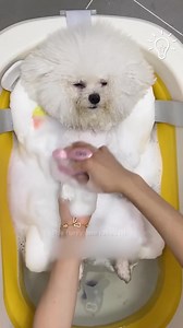 Splish, splash, pup bath! | Trend Rush