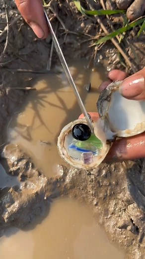 1.1K views · 25 reactions |  Which Makes More Pearls? 樂 Dive into the secret world of pearls and see who’s the ultimate pearl maker! ✨ #Pearl #Pearls #Jewelry #Seafood #PickingPearls #FYP #OceanGems #UnderTheSea #LuxuryLife #pearlhunting | Bryankoorebell 2 | Facebook