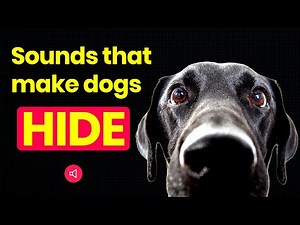 Sounds that Dogs Hate to Hear 📣