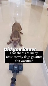 Why do dogs attack the vacuum or broom? Most people think it’s due to fear, but often there are elements of predatory behavior or herding. #dogbehavior #dogsofinstagram #dogtraining | Gia Savocchi | Dog Behavior Specialist