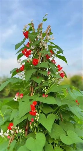 The gardener's trick for vigorous climbing beans in a pyramid shape