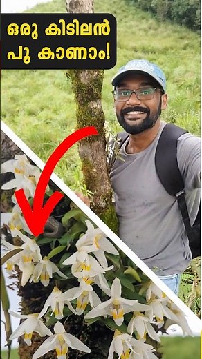 ഒരു കിടിലൻ find 🤩✨ | Found this gorgeous orchid sitting pretty on a tree 😍 | #shorts