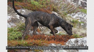 Common Health Issues in Plott Hound Dogs and How to Prevent Them