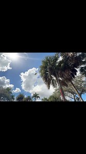 Iguana Catch Like Baseball ⚾️ Catcher #championtheiguanaking #florida #wildlife #iguana #express #invasivespecies #express #outdoors #explorepage #exploremore Eric Camarda SunsetAquatics Somerville Akeem Kerr | Champion BrooksWebster