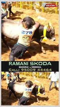 காளைகளை வீரத்துடன் அடக்கிய காளையர்கள்! | அவனியாபுரம் ஜல்லிக்கட்டு | Avaniyapuram Jallikattu