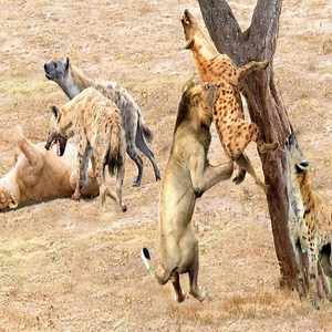 100K views · 35 shares | Animals Fighting For Foods Lion vs Hyena - Hyenas attack lioness but male lion comes for revenge | Animals Fight | Facebook
