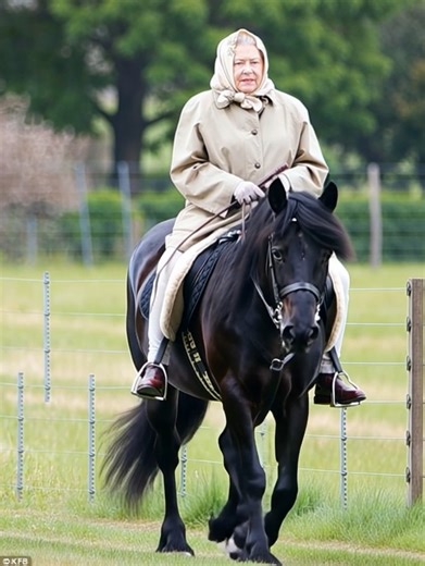 Few images capture the essence of Queen Elizabeth II more clearly than those of her riding across the countryside on a Fell pony. Wrapped in a simple headscarf and coat, reins in hand, she appears not as a monarch on ceremony, but as a lifelong horsewoman deeply connected to the land, her animals, and tradition. The Fell pony, a native British breed from the Lake District, is known for its strength, intelligence, and calm temperament. These sturdy ponies have worked alongside people for centurie