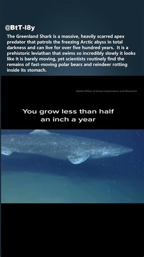 This Shark is 500 YEARS OLD 🦈 #shorts