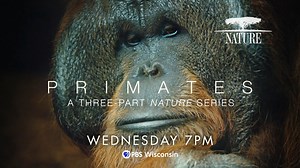 16 reactions | More than half of the world’s primates are under threat. Meet the scientists making groundbreaking discoveries to safeguard their future in this episode of NOVA l PBS at 7 p.m. tonight, Wednesday, Aug. 14 on PBS Wisconsin. Tune in and stream episodes on the free PBS App on all streaming devices. Set your DVRs, tune in and stream! | PBS Wisconsin | Facebook