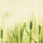 Nutrition in Barley Grass