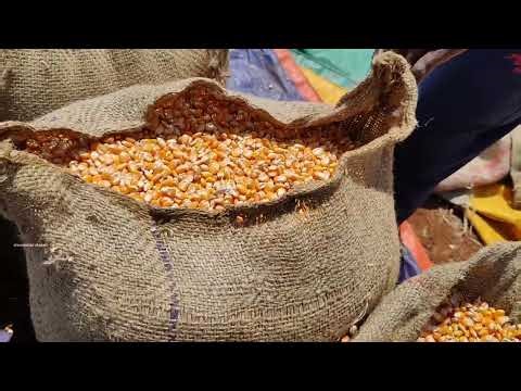 Corn Packing in Gunny Bags| Maize Packing in Gunny Bags with Hands Using Plastic Rope Roll & Needle