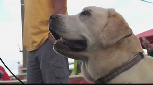 BENTLEY'S CORNER: What's the best flea and tick treatment?