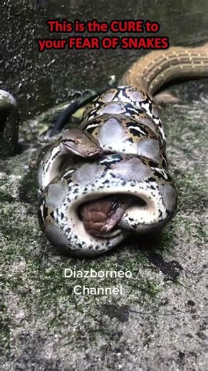 This is the CURE to your FEAR OF SNAKES