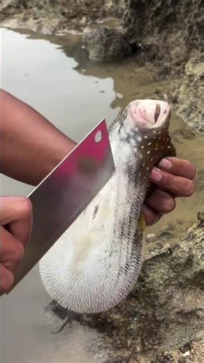 #fishcutting