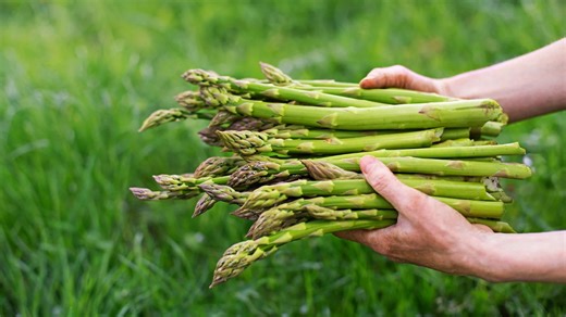 9 Gardening Tips For Growing Delicious Asparagus