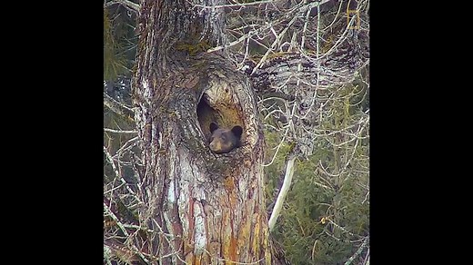 Deciding whether or not to wake up is always a struggle. | National Geographic